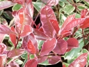 rośliny ogrodowe - Głogownik PINK MARBLE Photinia fraseri C3/30-40cm *T8-11