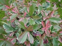 rośliny ozdobne - Głogownik PINK MARBLE Photinia fraseri C3/30-40cm *T8-11