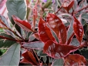 sadzonki - Głogownik PINK MARBLE Photinia fraseri C3/30-40cm *T8-11