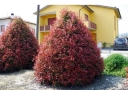 rośliny ozdobne - Głogownik PINK MARBLE Photinia fraseri C3/30-40cm *T8-11