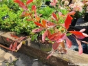 sadzonki - Głogownik PINK MARBLE Photinia fraseri C3/30-40cm *T8-11