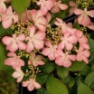 rośliny ogrodowe -  Kalina japońska PINK BEAUTY na PNIU Viburnum plicatum Nowość
