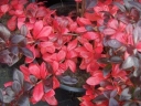 rośliny ozdobne - Berberys pośredni 'Red Jewel' C2