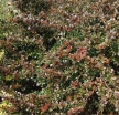 rośliny ozdobne - Berberys pośredni 'Red Jewel' C2