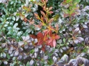 sklep ogrodniczy - Berberys pośredni 'Red Jewel' C2