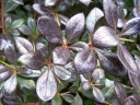 rośliny ozdobne - Berberys pośredni 'Red Jewel' C2