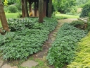 rośliny ogrodowe -  Runianka japońska (pachysandra terminalis) C1,5