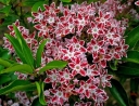 rośliny ogrodowe -  Kalmia szerokolistna 'GALAXY' (Kalmia latifolia)