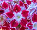 sadzonki - Kalmia szerokolistna 'GALAXY' (Kalmia latifolia)