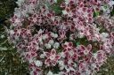 sadzonki - Kalmia szerokolistna 'GALAXY' (Kalmia latifolia)