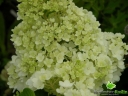 rośliny ozdobne - Hortensja wiechowata Magical CANDLE Bokraflame (Hydrangea paniculata) /C3 *K18