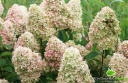 sklep ogrodniczy - Hortensja wiechowata Magical CANDLE Bokraflame (Hydrangea paniculata) /C3 *K18