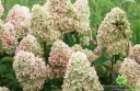 rośliny ozdobne - Hortensja wiechowata Magical CANDLE Bokraflame (Hydrangea paniculata) /C3 *K18