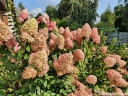 sklep ogrodniczy - Hortensja wiechowata Magical CANDLE Bokraflame (Hydrangea paniculata) /C3 *K18