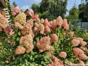 sadzonki - Hortensja wiechowata Magical CANDLE Bokraflame (Hydrangea paniculata) /C3 *K18