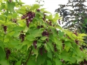 rośliny ozdobne - Leicesteria GOLDEN Lanterns (Leycesteria Formosa) C4/30-40cm *K19