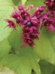 sklep ogrodniczy - Leicesteria GOLDEN Lanterns (Leycesteria Formosa) C4/30-40cm *K19