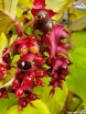rośliny ogrodowe - Leicesteria GOLDEN Lanterns (Leycesteria Formosa) C4/30-40cm *K19