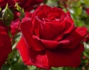 rośliny ogrodowe -  Róża RUBY RUBY 'Weksactrumi'® Rosa R' Ruby Ruby