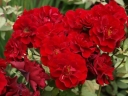 rośliny ogrodowe - Róża RUBY RUBY 'Weksactrumi'® Rosa R' Ruby Ruby