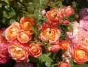 rośliny ogrodowe -  Róża R' BRIOSA 'Barbrio'® Rose R' Briosa /C2