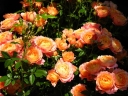 sadzonki - Róża R' BRIOSA 'Barbrio'® Rose R' Briosa /C2