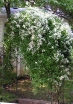 rośliny ogrodowe - Powojnik mandżurski Clematis mandschurica Grupa Flammula-Recta /C2 *K13