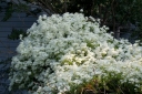 sklep ogrodniczy - Powojnik mandżurski Clematis mandschurica Grupa Flammula-Recta /C2 *K13