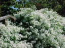 rośliny ogrodowe - Powojnik mandżurski Clematis mandschurica Grupa Flammula-Recta /C2 *K13