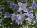 rośliny ozdobne - Clematis wielkokwiatowy BLUE ANGEL /C2
