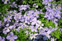 sklep ogrodniczy - Clematis wielkokwiatowy BLUE ANGEL /C2