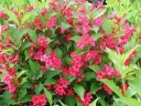 rośliny ozdobne -  Krzewuszka  ''Red Prince'' Weigela P15/30-40cm *22