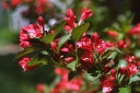 rośliny ozdobne - Krzewuszka  ''Red Prince'' Weigela P15/30-40cm *22