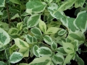 sadzonki - Jaśminowiec wonny VARIEGATUS Philadelphus coronarius C3/30cm *K15