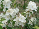 sadzonki - Jaśminowiec wonny VARIEGATUS Philadelphus coronarius C3/30cm *K15