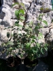 rośliny ozdobne - Lilak japoński (Syringa reticulata)