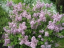 rośliny ozdobne -  Lilak Meyera Palibin (Syringa meyeri Palibin) C5/40cm *23K