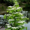 rośliny ozdobne -  Kalina japońska KILIMANDŻARO Viburnum plicatum C2/40-60cm *K18