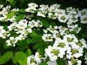 sklep ogrodniczy - Kalina japońska KILIMANDŻARO Viburnum plicatum C2/40-60cm *K18