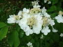 sadzonki - Kalina japońska KILIMANDŻARO Viburnum plicatum C2/40-60cm *K18