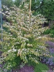 sklep ogrodniczy - Kalina japońska KILIMANDŻARO Viburnum plicatum C2/40-60cm *K18