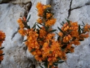 rośliny ogrodowe - Berberys prostolistny ORANGE KING  Berberis linearifolia 'Orange King' C3,5/40-60cm *T60