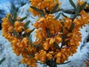 rośliny ozdobne - Berberys prostolistny ORANGE KING  Berberis linearifolia 'Orange King' C3,5/40-60cm *T60
