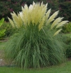 sadzonki - Trawa pampasowa BIAŁA Cortaderia selloana White /C5 *TP
