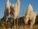 rośliny ozdobne - Trawa pampasowa BIAŁA Cortaderia selloana White /C5 *TP