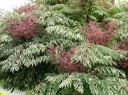 sadzonki - Aralia japońska VARIEGATA Aralia elata C7,5/30-50cm *K14