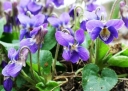 rośliny ozdobne -  Fiołek wonny FIOLETOWY Viola odorata P9