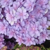 sadzonki - Hortensja ogrodowa z serii You & Me PERFECTION® hydrangea macrophylla