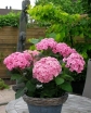 sklep ogrodniczy - Hortensja ogrodowa z serii You & Me PERFECTION® hydrangea macrophylla