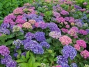 sadzonki - Hortensja ogrodowa z serii You & Me PERFECTION® hydrangea macrophylla
